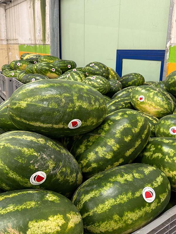 Angurie - Italia - 1/1,30 euro al kg